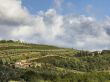 far view of a vineyard in tuscany