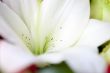 Close up of White Lily