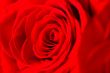Close Up Red Rose