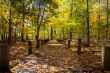 walkway and autumn trees