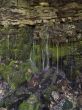 waterfall and moss