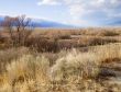 desert grasses with clouds