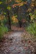 walkway and autumn trees