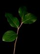 green leaves against black background