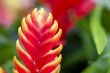 Close Up Yellow and Red Flower