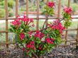 Bright Pink Small Flower Bush