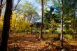 view of autumn trees