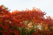 Autumn leaves