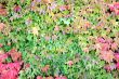 Vine leaves in the fall