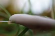 Macro from a fungus