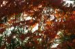 Autumn leaves