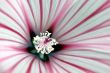 Flower macro