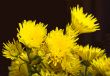 Chrysanthemums
