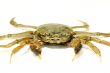 Hairy crab