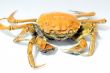 Hairy crab