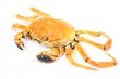 Hairy crab