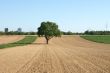 The tree on the field
