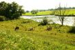 Cows on the pasture
