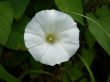 A flower of field bindweed.