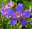 Blue-lilac geranium flower meadow.