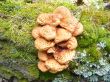 A large family of mushrooms.