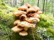 A large family of mushrooms.