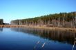 Lake and pine forest in autumn.