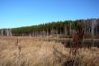 At the edge of a pine forest in autumn. 