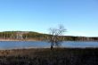 Lonely tree on the lake.