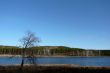 Lonely tree on a lake/