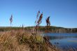 A simple autumn water landscape.