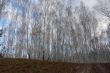A wall of trees in the birch forest in the autumn.