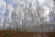 Background of trees in the birch forest in the autumn.