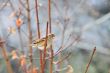 sparrow 