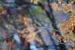 sparrow 