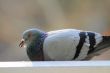 pigeon