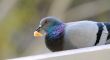 pigeon