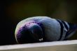 pigeons 