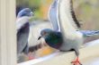 pigeons 