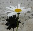 Simple flower and its shadow.