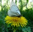 Dandelion flower and a butterfly.