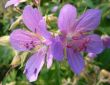 Two flower meadow geranium together.