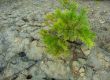 Small pine on a background of white clay.