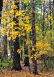 Autumn in the Park