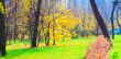 Autumn in the Park