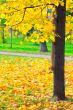 Autumn in the Park