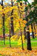 Autumn in the Park
