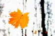 yellow leaves 
