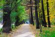 Autumn in the Park 