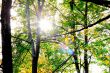 Autumn in the Park 